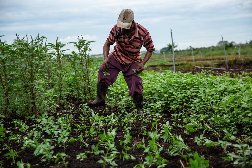 A Rohingya farmworker is seen working in the middle of a small farm. Banding, Kuala Lumpur. @Arnaud Finistre