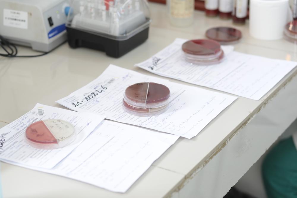 Three samples from 3 patients plated on culture media to identify bacteria in the CSREF laboratory in Koutiala