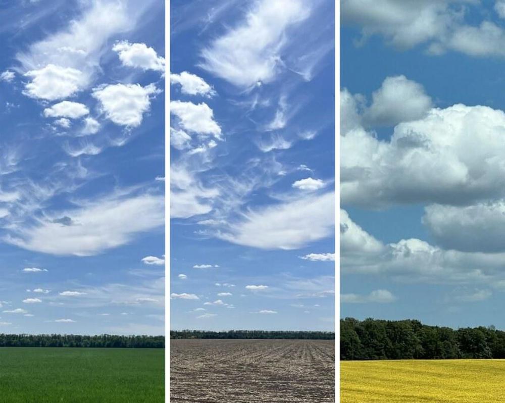 Fields of wheat and soya flowers in central Ukraine.