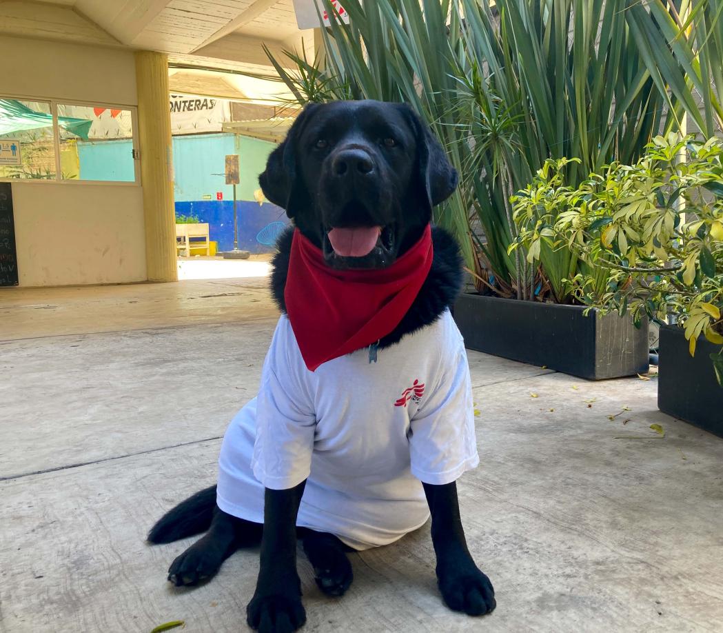 Onnie, the Labrador that helps care for survivors of extreme violence and torture
