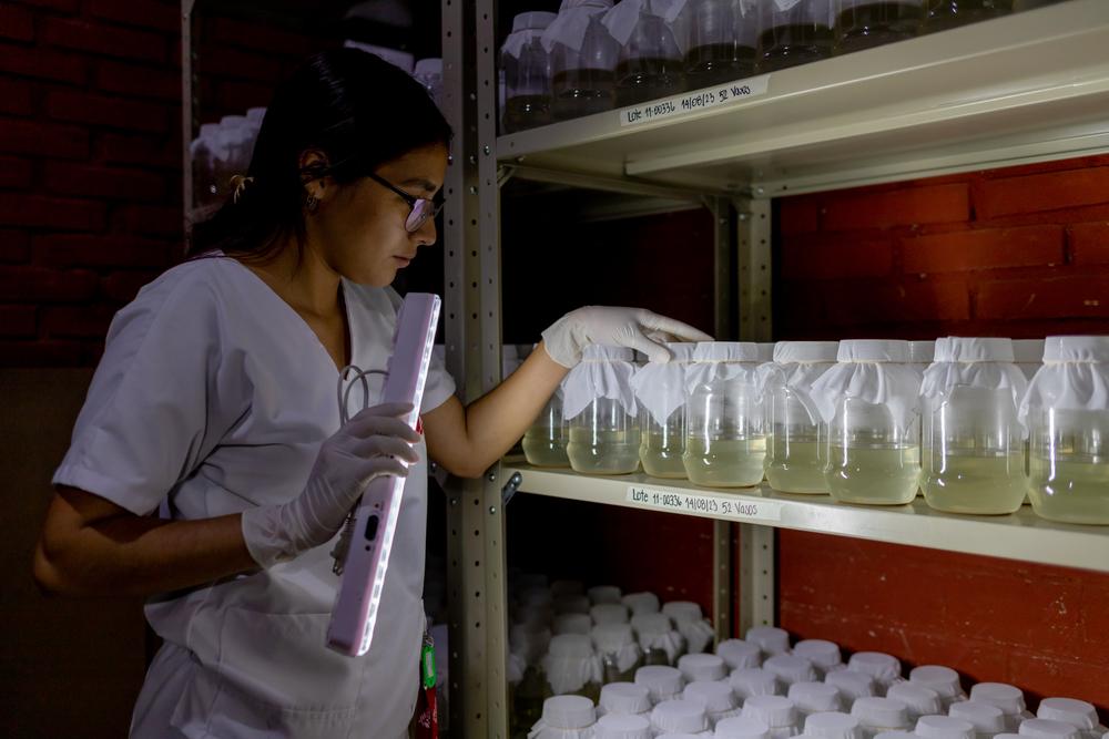 Mosquitoes have four stages in their life cycle: egg, larvae, pupa, and adult. Here you can see hundreds of larvae that in the next few days will become adults to be released. Honduras, August 2023. © Martín Cálix