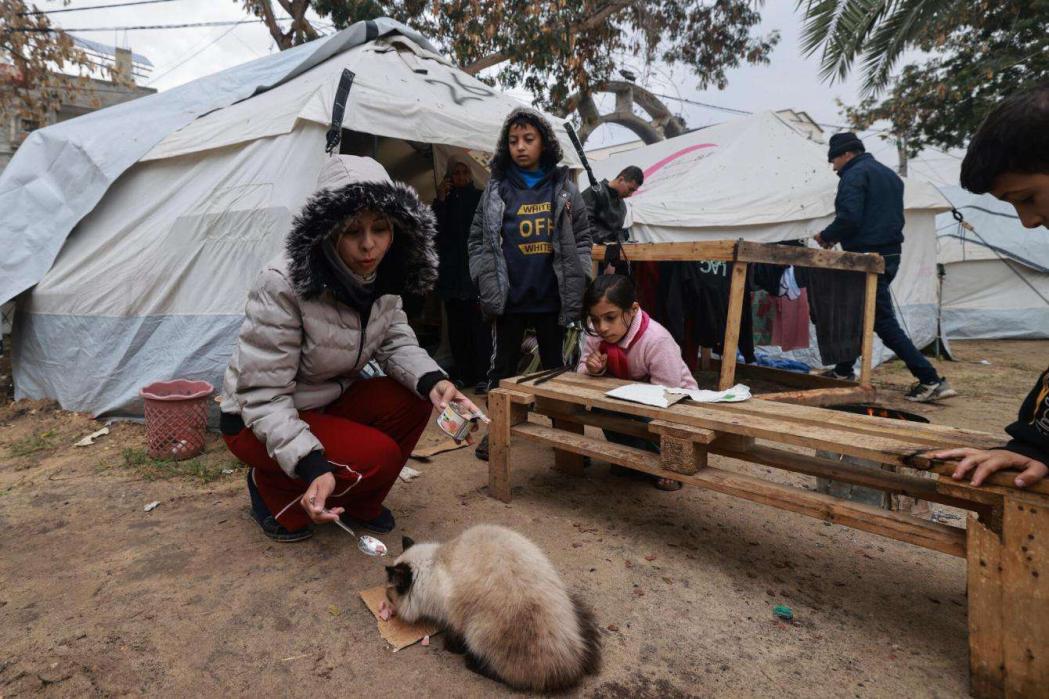 More than a million people are currently sheltering in Rafah, most of them displaced from northern Gaza during the war. Palestine 2024 © MSF