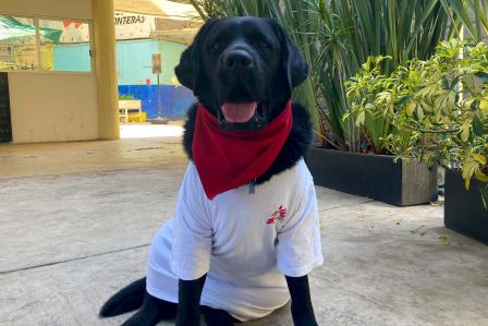 Onnie, the Labrador that helps care for survivors of extreme violence and torture 